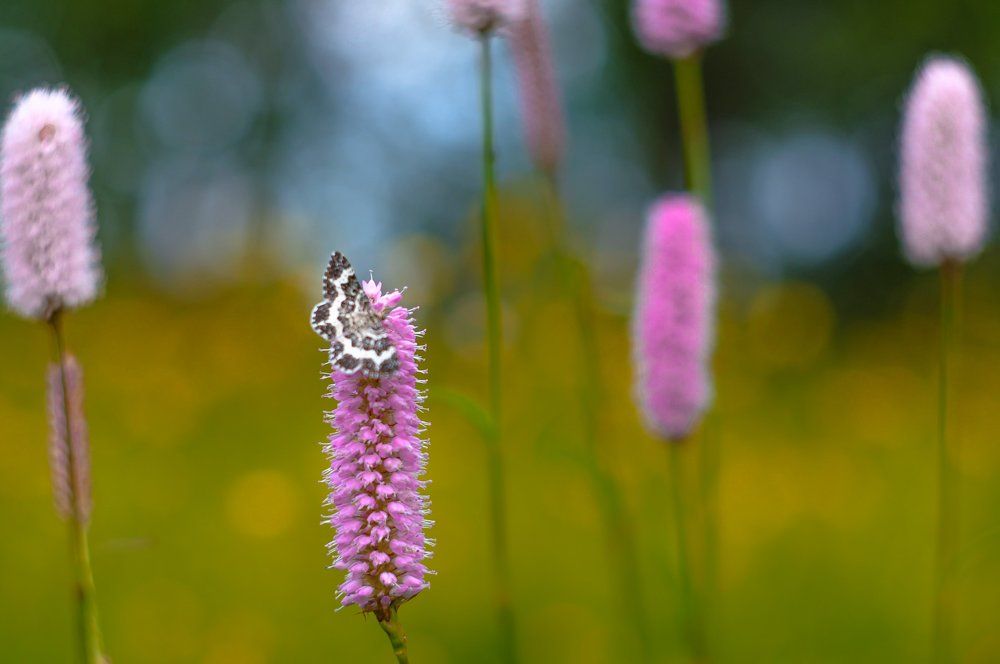 Photograph by Asie Chulakova