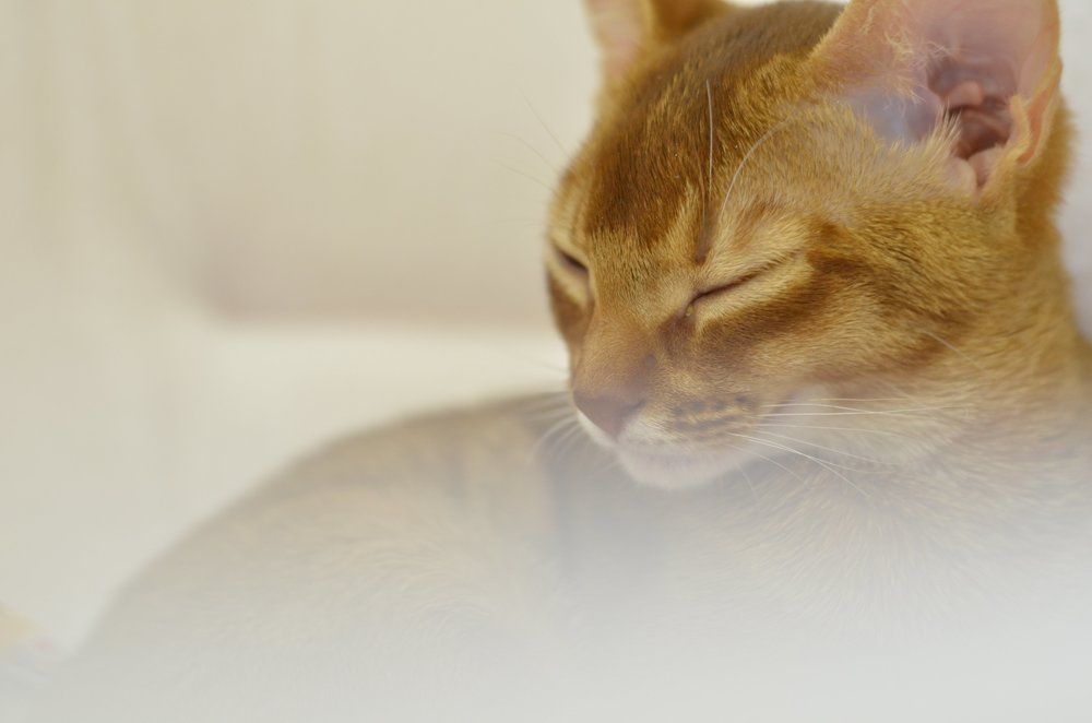 Зимние мечты.