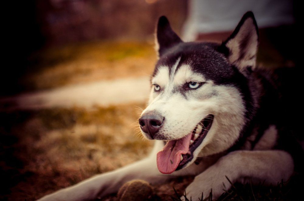 Photograph by Asie Chulakova