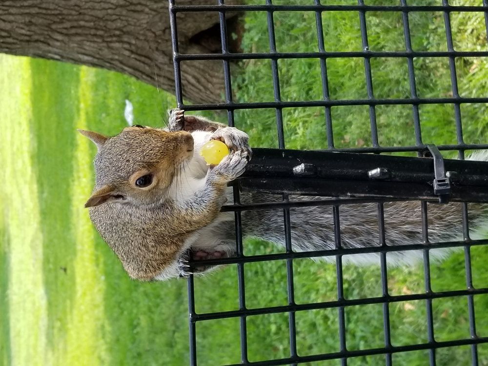 Friendly squirrel eating a grape