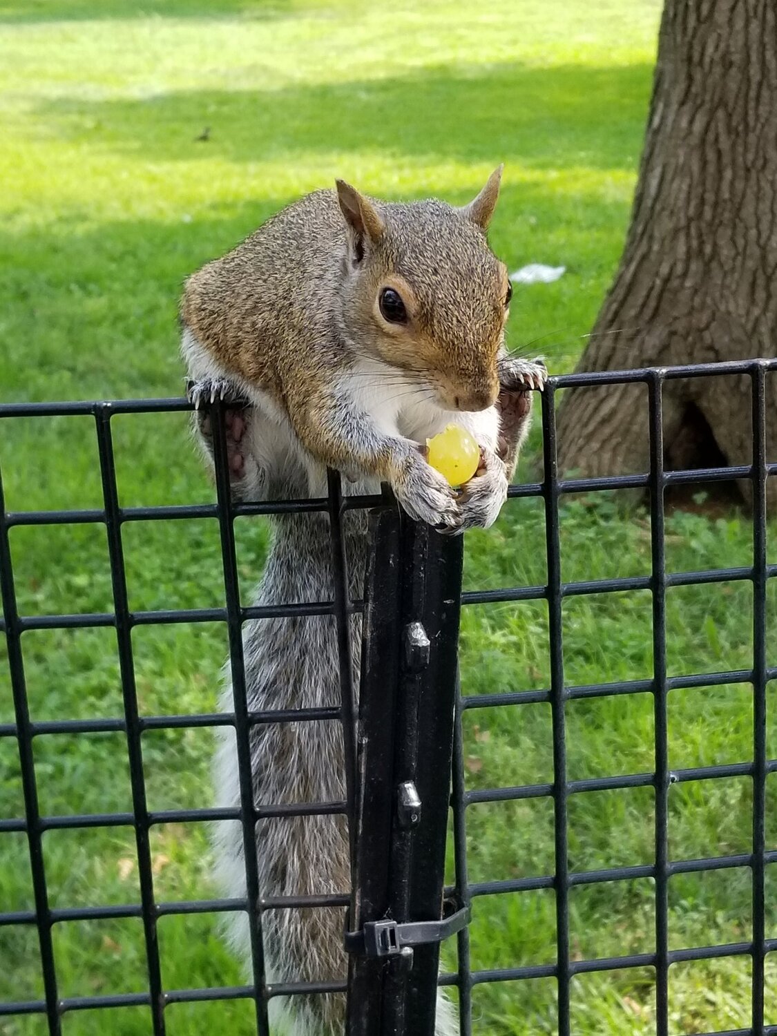 Friendly squirrel eating a grape