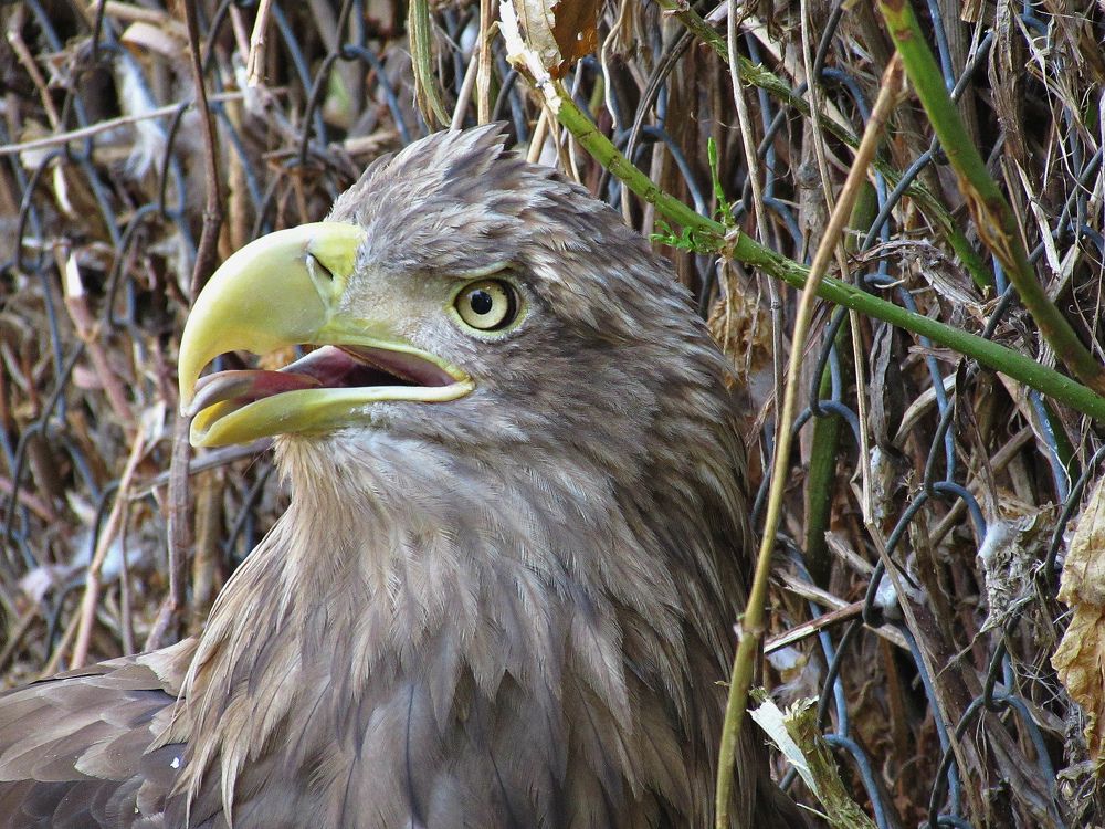 Портрет пернатого...