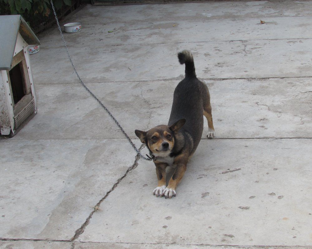 А это мой Феликс.