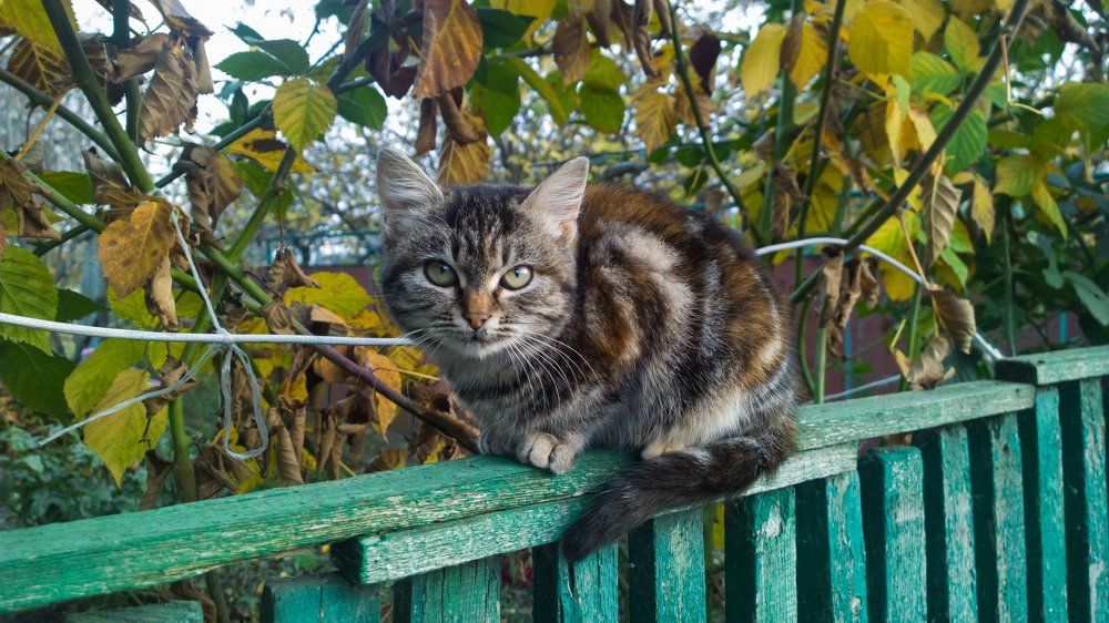 Мурка