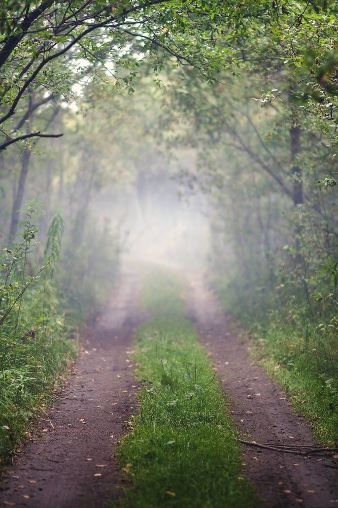 Fog on the forest path