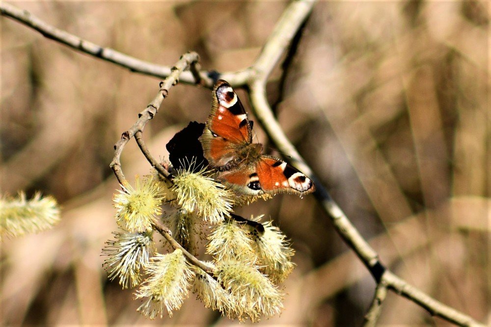 Весенняя гостья