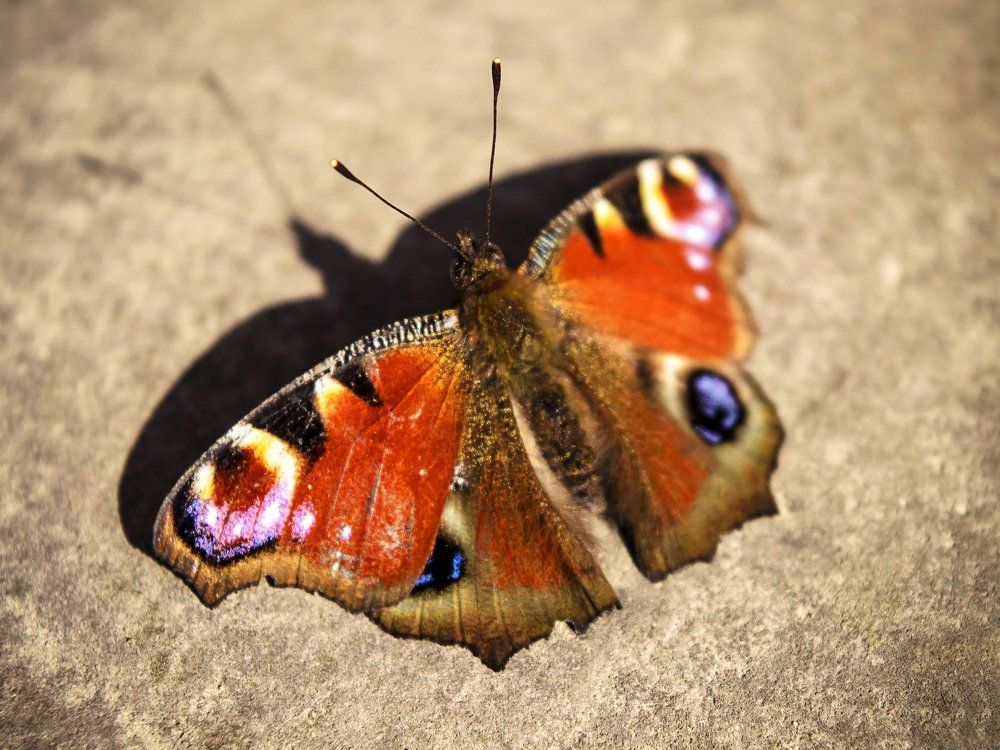 Павлиний глаз