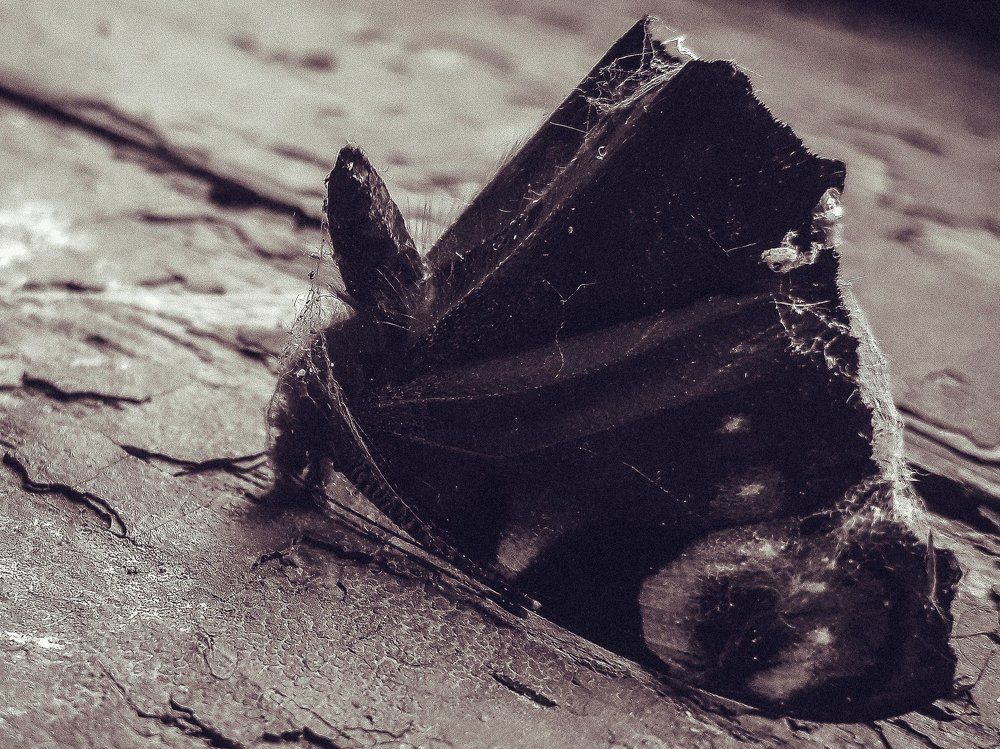 Photograph by Володимир Карашівський