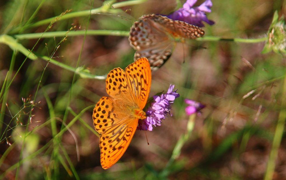 Photograph by Алексей Федулов