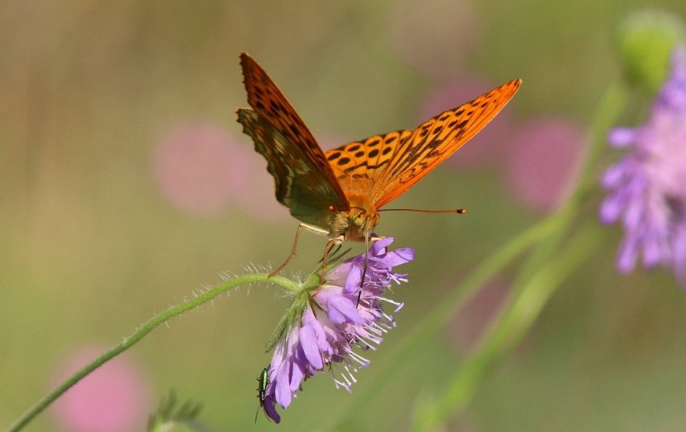 Photograph by Алексей Федулов