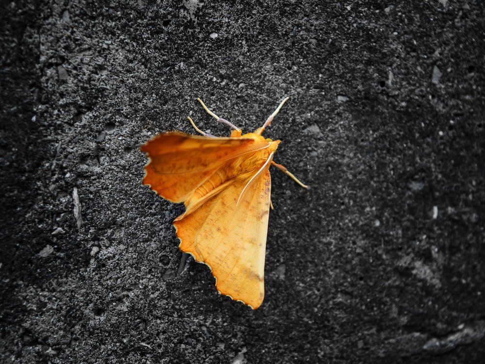 Photograph by Володимир Карашівський