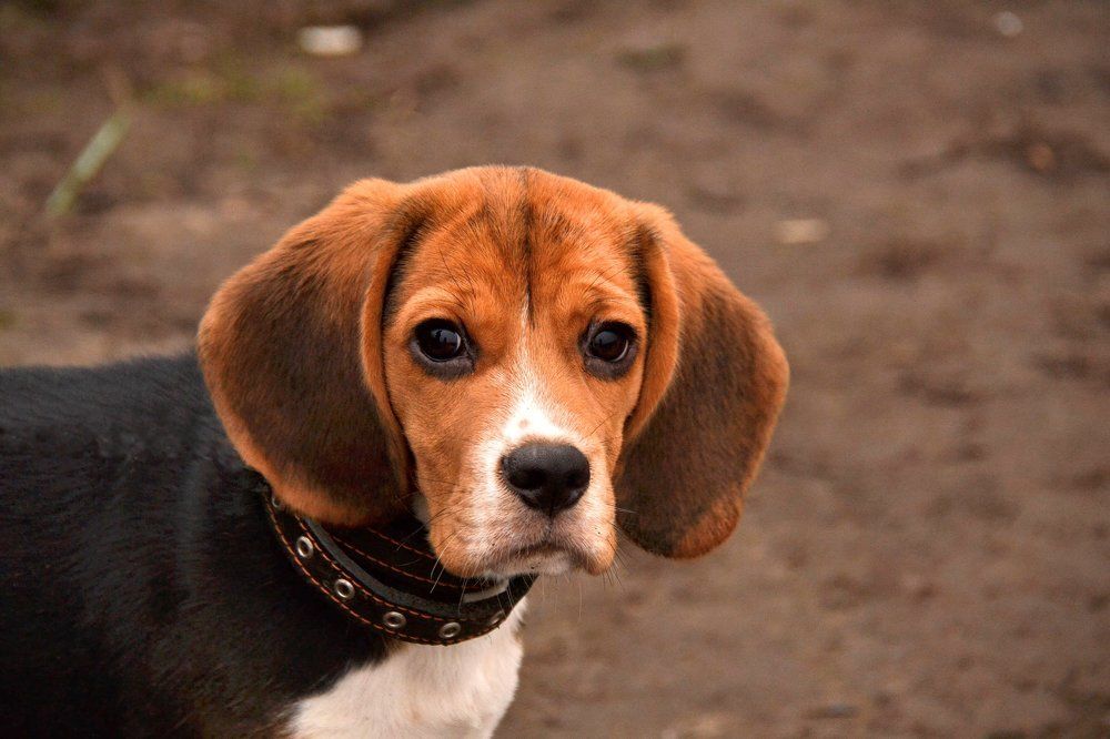 Photograph by Елена Боржковская