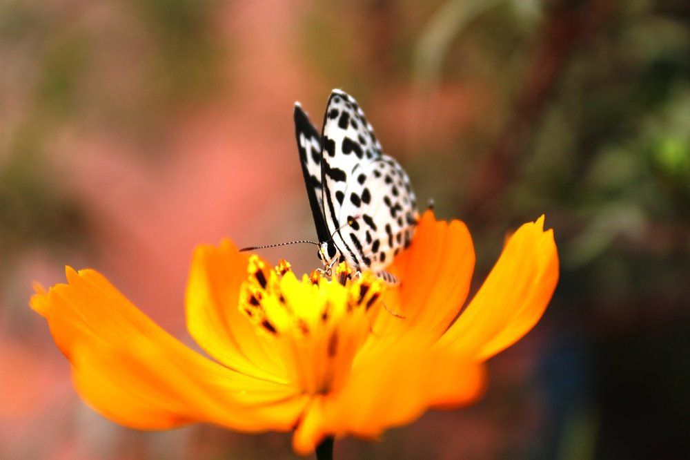 ID: Common Pierrot Butterfly