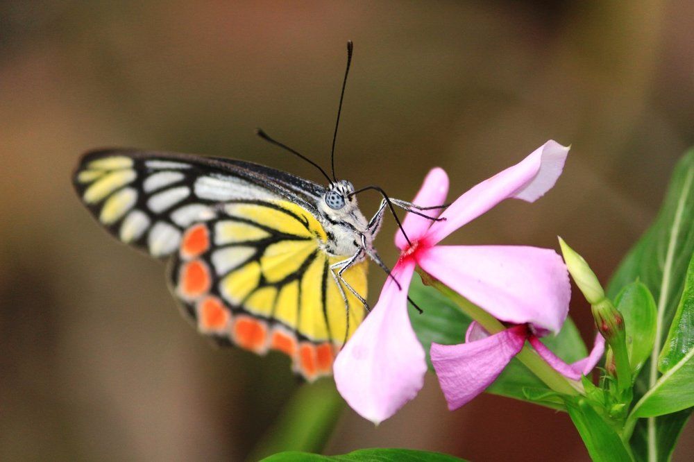 ID: Indian Jezebel Butterfly