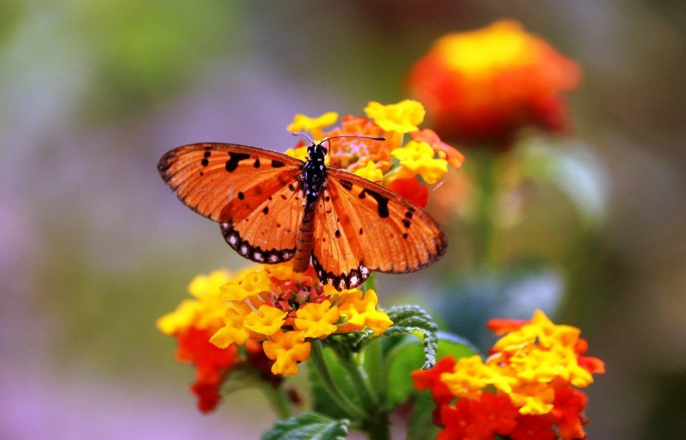 ID: Tawny Castor Feeding on Wild Flower 