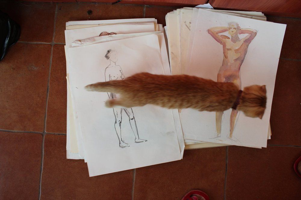 кот-цензура