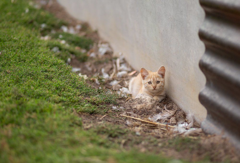 Photograph by Юлия Корягина