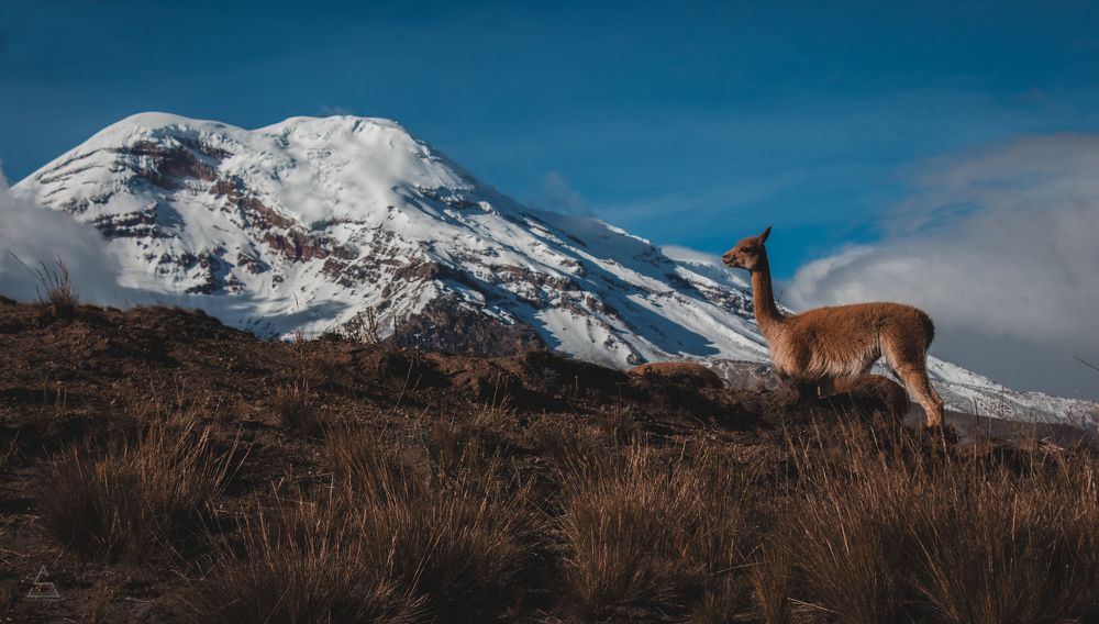 Chimborazo