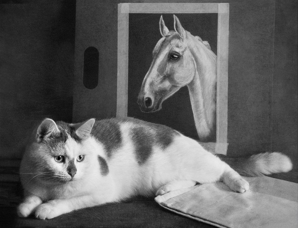 О домашних животных