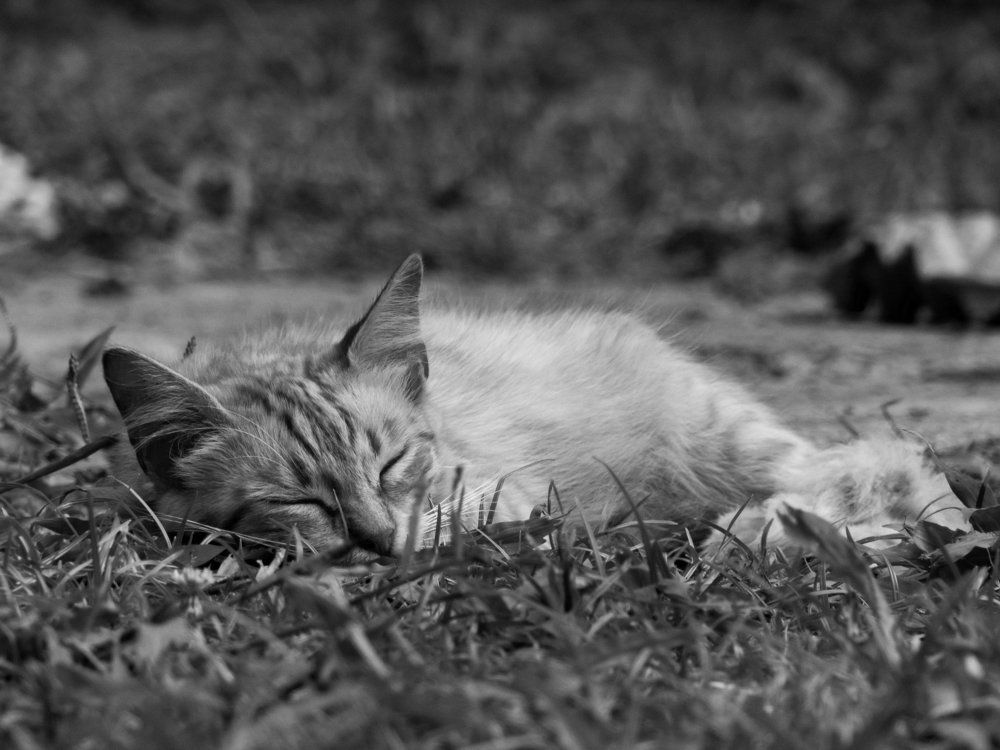Sleeping kitty