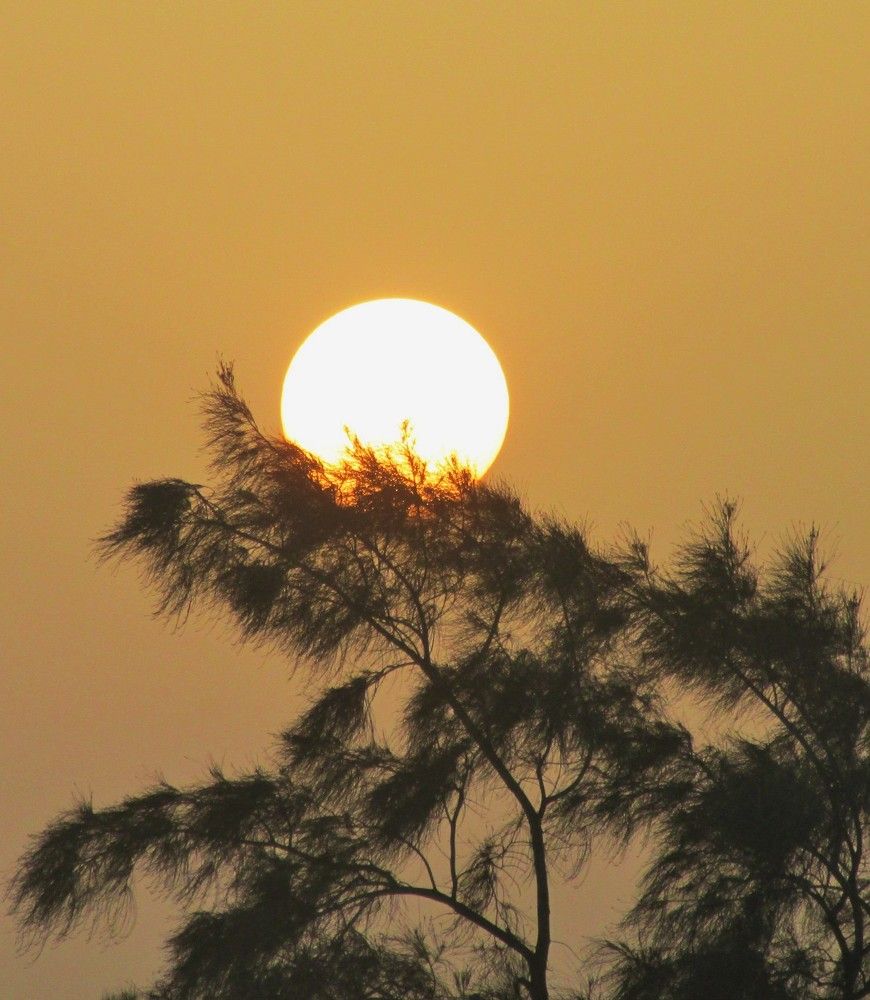 sun caressed by the trees