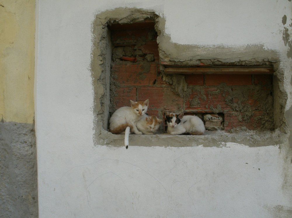 Коты