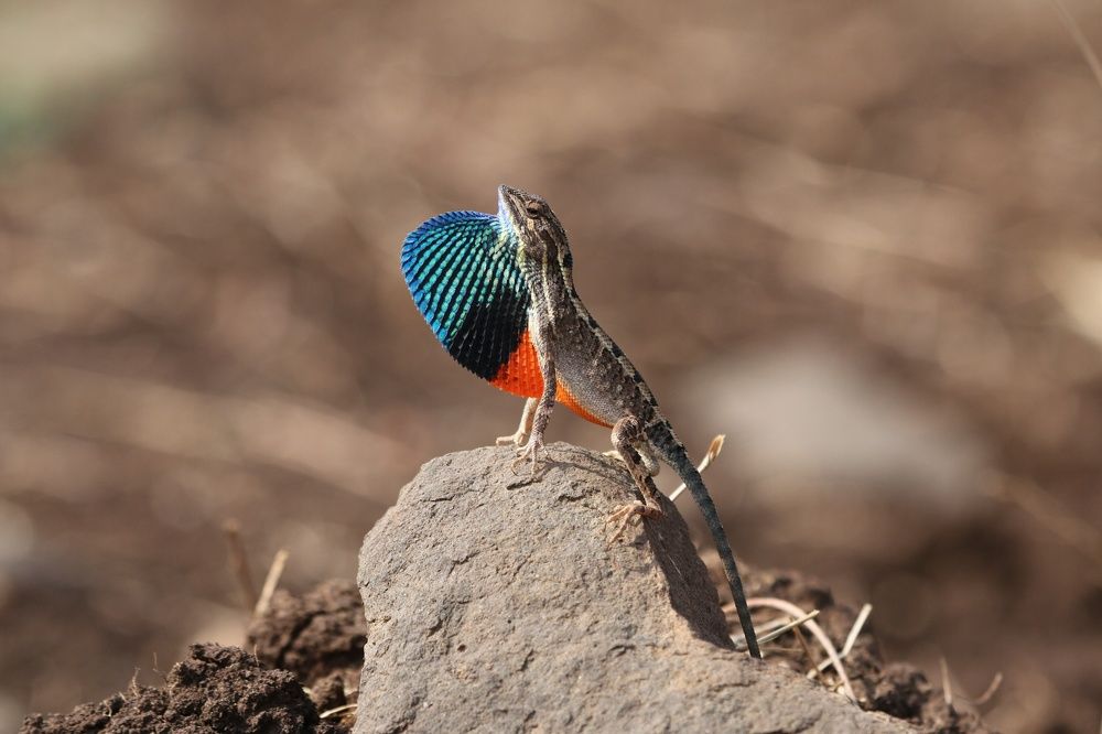 Mating call- Fan Throated Lizard