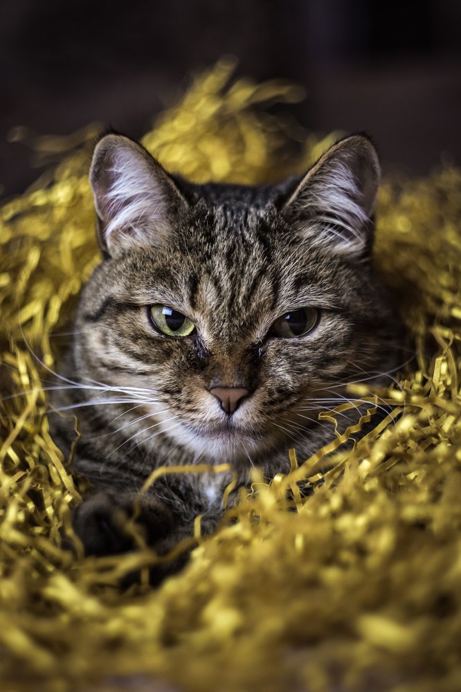 Photograph by Антон Кривошейцев