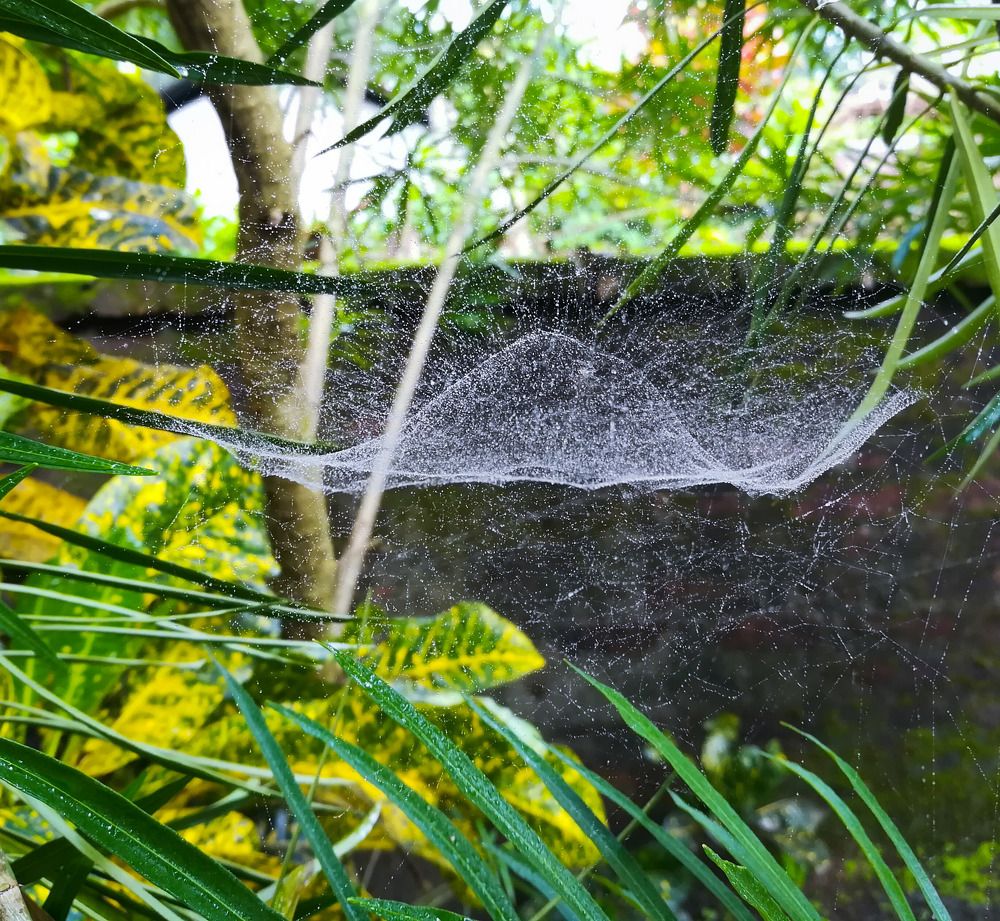 The Spider UFO