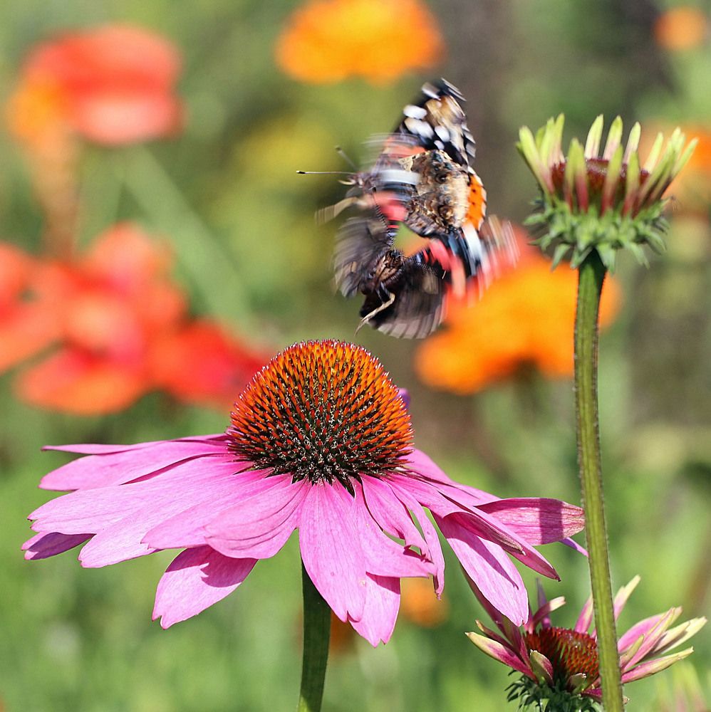 Адмиральская Битва