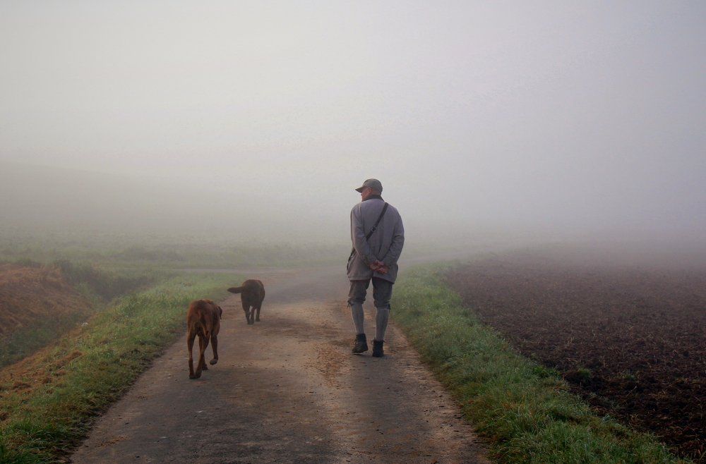В поисках ёжика