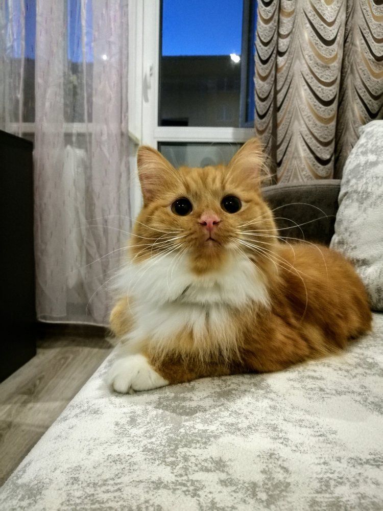 Photograph by Людмила Комарова