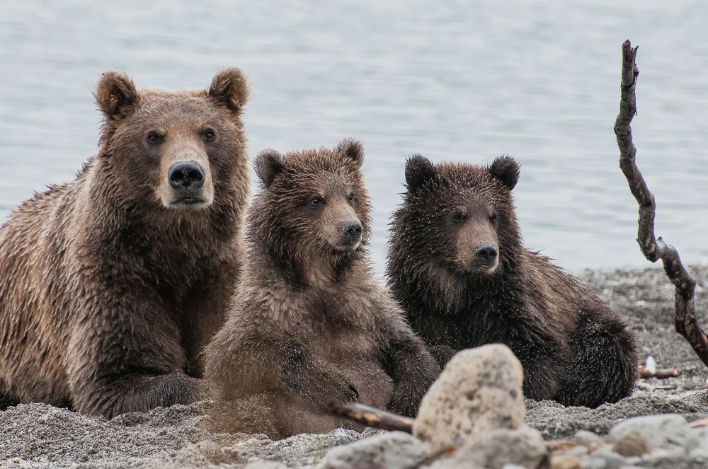 Медвежья семья