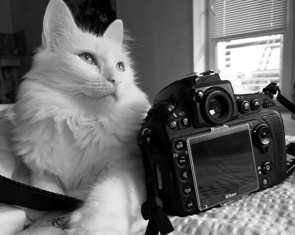 Пушистый фотограф