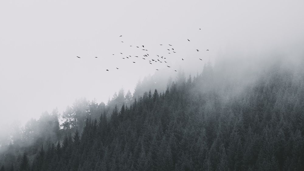 Вороны стражи туманного леса