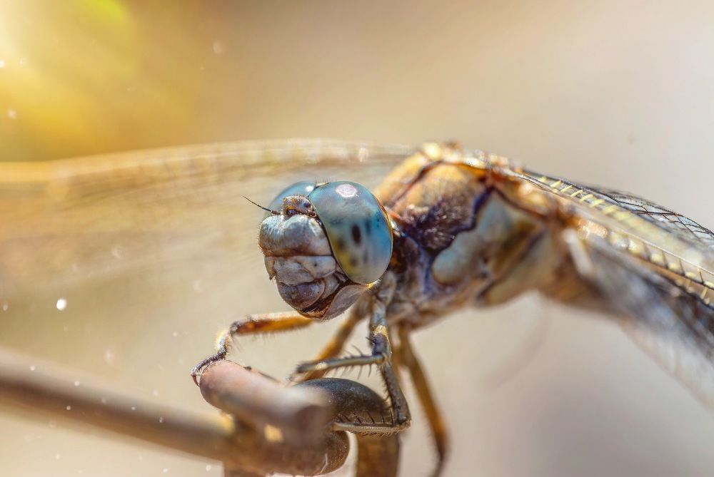 Фотография автора Dolli Pogrebnaya