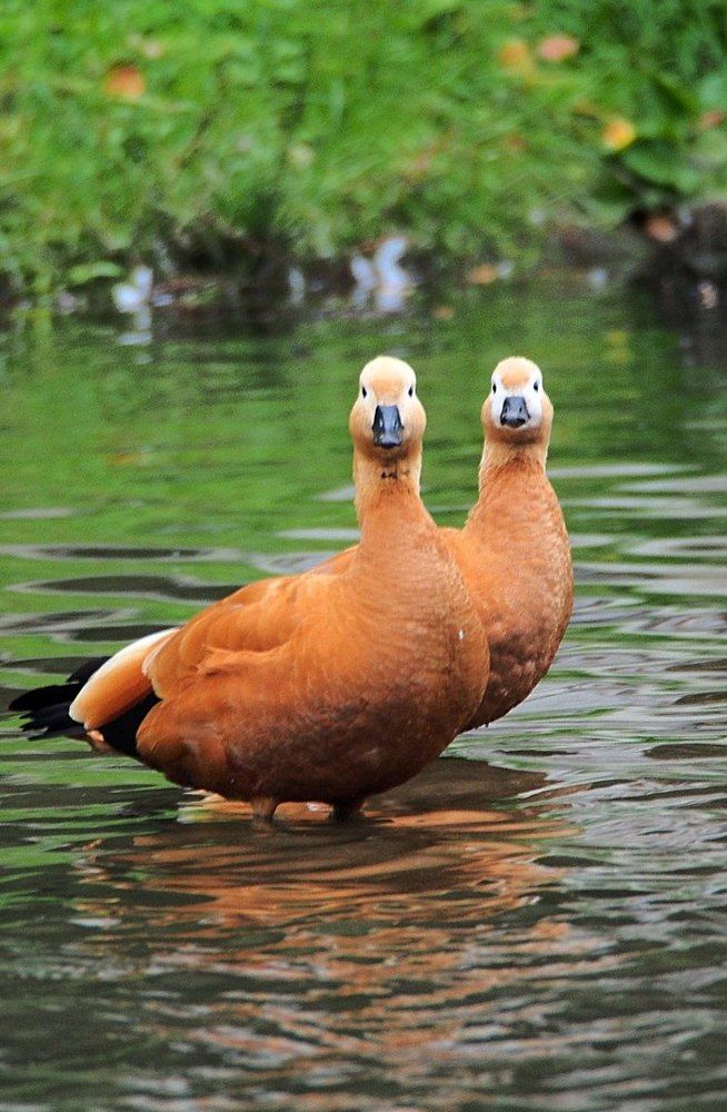 Горын-огарыч