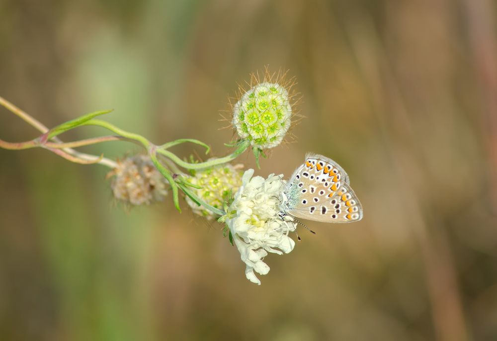 Нежность осеннего тепла