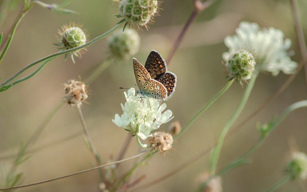 Осенний этюд