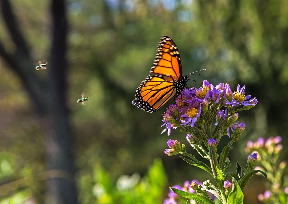 Пока Монарх обедает