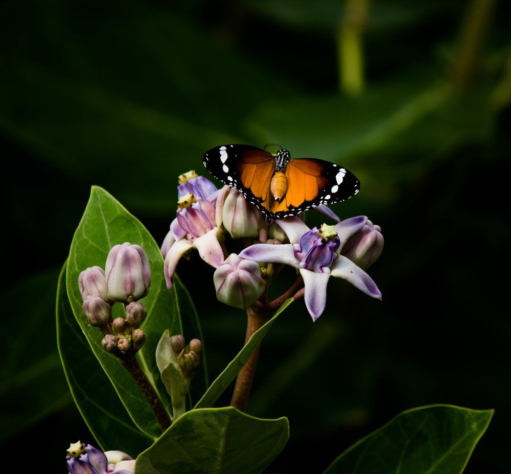 Danaus Chrysippus