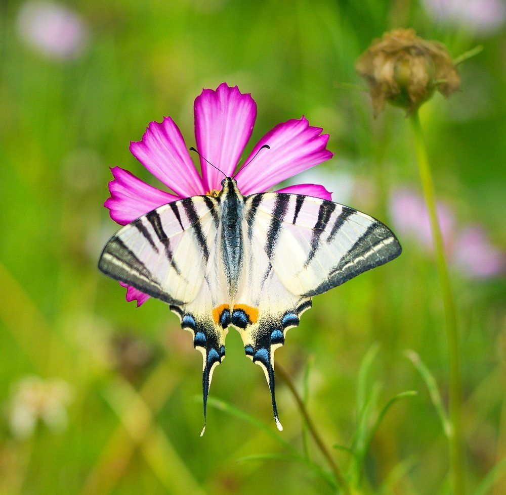 Photograph by Никанорова Ольга