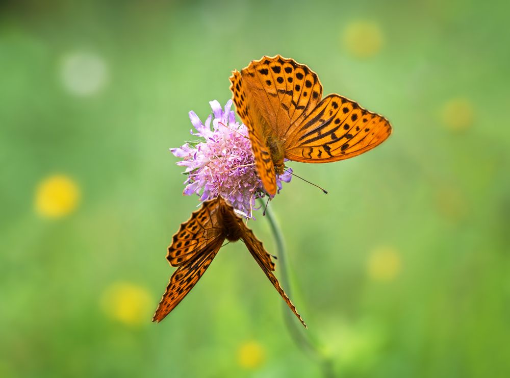 Летний этюд