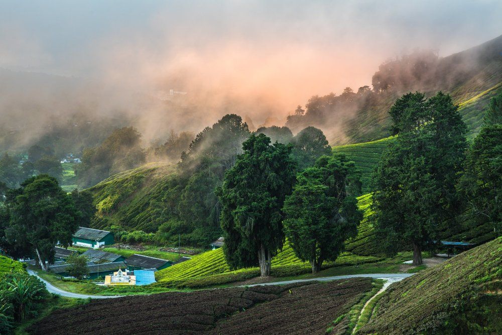 View from uphill tea plantation
