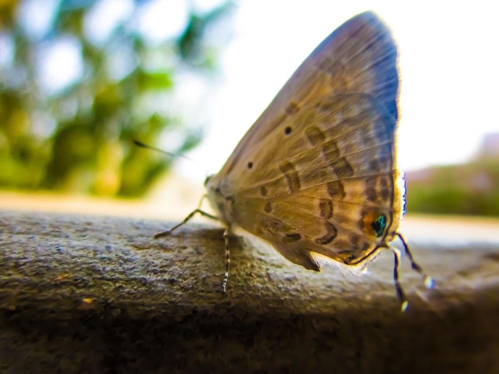 mini fly