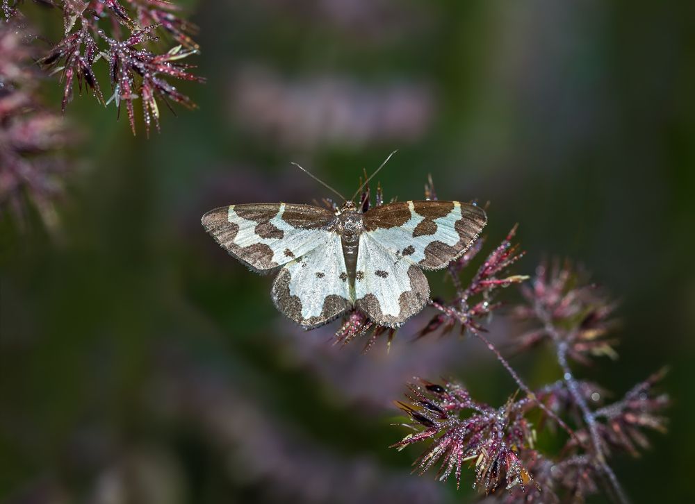 Пяденица окаймлённая