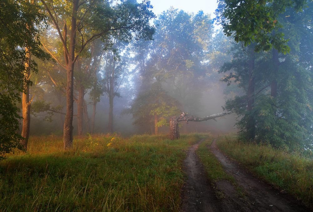 Утро в лесу...