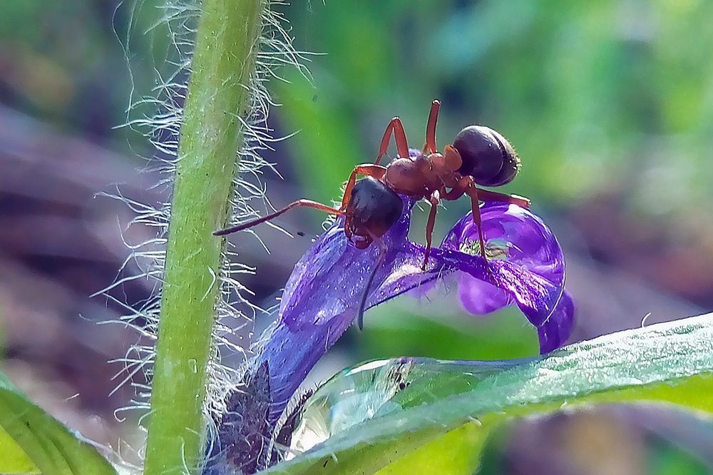 Утренняя прогулка