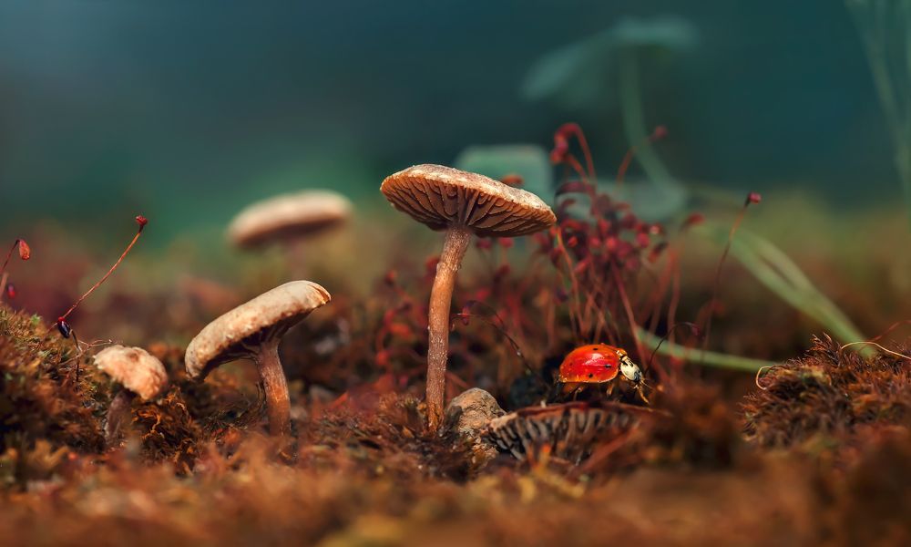 Photograph by Тараненко Анжелика