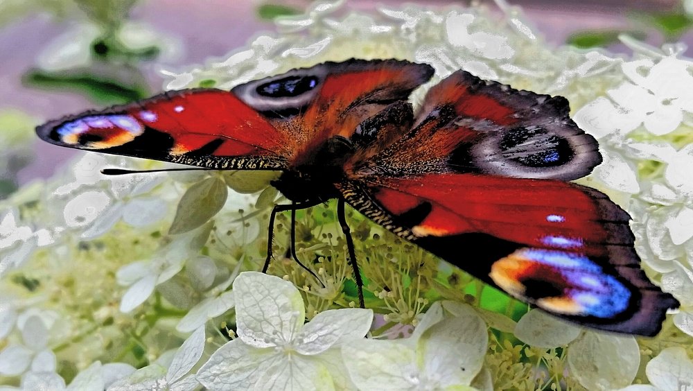 Сидя на цветке